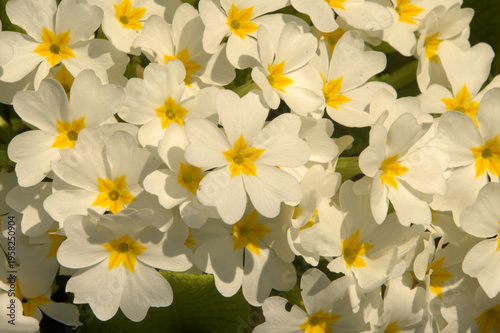 Canvas Print Spring Primroses (Primula vulgaris) in Berschis, Sankt Gallen