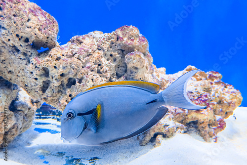 Εκτύπωση καμβά Blue Surgeonfish with yellow dorsal fin swimming near rocks
