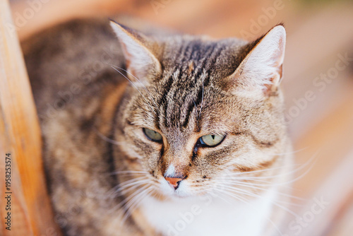 Canvas Print Close up tabby cat face with green eyes looking ahead
