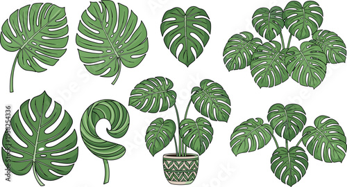 Monstera Plant Vector Set with Large Green Leaves, Pot, and Nature Decor for Tropical, Botanical, and Indoor Plant Design