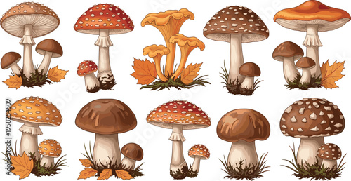Mushroom and Fungi Vector Set with Various Types, Colors, and Leaves for Autumn, Nature, and Botanical Illustration Design