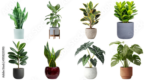 Fotografia A diverse collection of eight popular potted houseplants in various modern containers