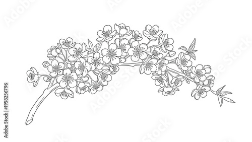 Detailed black and white line drawing shows a branch filled with numerous blooming flowers and buds in a dense cluster.