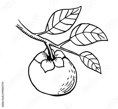 mangosteen branch with leaves hand drawn sketch