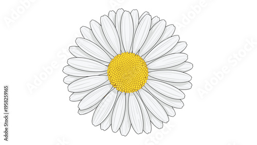 Detailed top view of a single white daisy flower with a bright yellow center and many delicate petals on a white background.