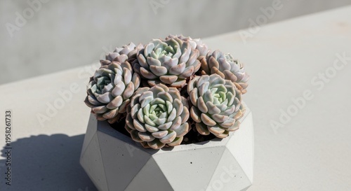 Compact Echeveria Lola Succulents in a Modern Geometric Pot