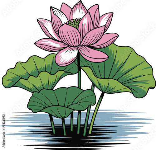 Pink lotus flower in water with green leaves