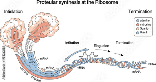 Protein Synthesis at Ribosome Vector Illustration Showing mRNA Translation Process with Initiation Elongation Termination, Codons, tRNA, and Genetic Expression Diagram for Biology Education