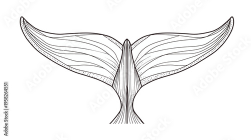 A symmetrical black and white illustration of a marine mammal's tail fin, with detailed line work