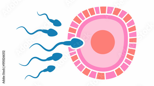 This illustration depicts the crucial moment of sperm cells approaching and fertilizing an egg, showcasing the essence of human reproduction and life creation.