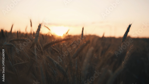 Valokuva Wheat Field at Sunset with Silhouetted Grain Stalks, have fun and enjoy