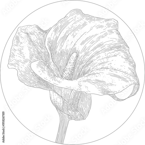 Intricate botanical illustration of a calla lily, enclosed in a circle, created in a detailed line art style