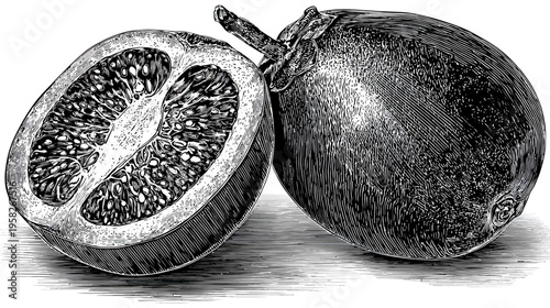 Detailed grayscale illustration of two fruits, one halved, showcasing a cross-section with seeds
