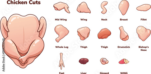 Illustration of chicken cuts and poultry parts
