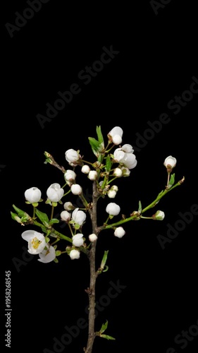 Macro time lapse blooming white blackthorn flowers close-up, isolated on pure black background.