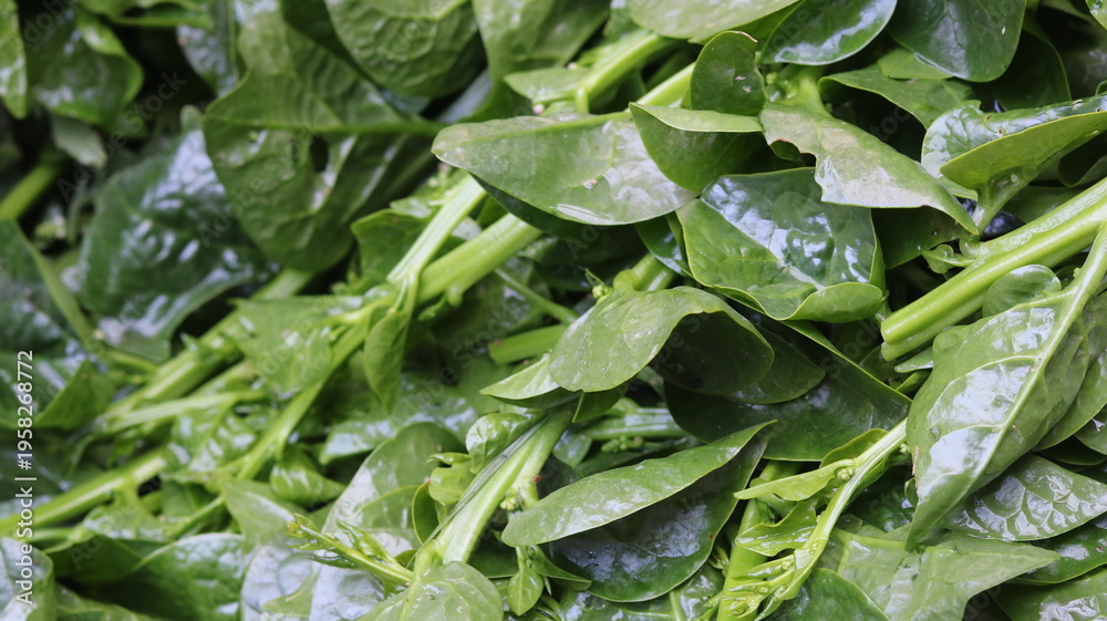 Fototapeta premium Fresh Pui Shak in Village Market Malabar Spinach
