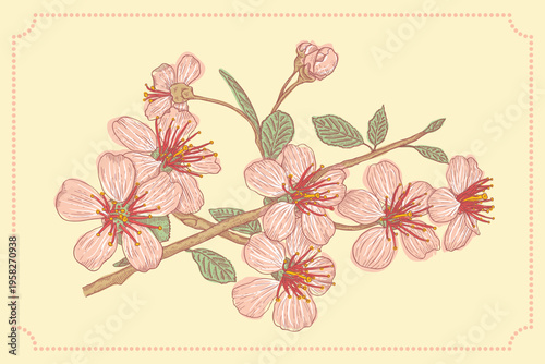 Vintage vector illustration flowers of the cherry blossoms on isolated background.