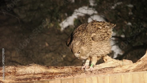 生け簀に魚を捕りにくるシマフクロウ