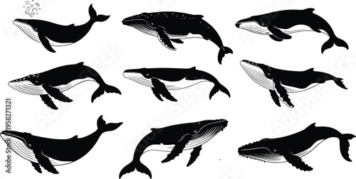 Photography Whale silhouette set, ocean marine animals, humpback whale poses, underwater wil