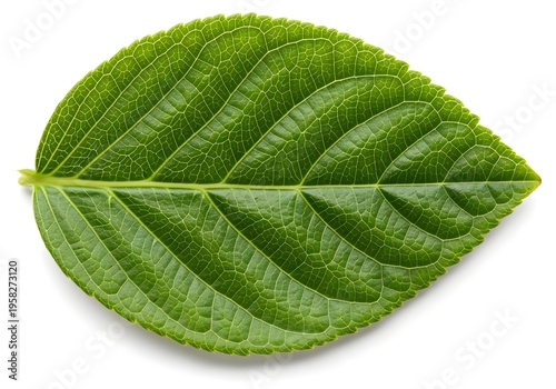 Closeup of a single large green leaf with visible veins and textured surface