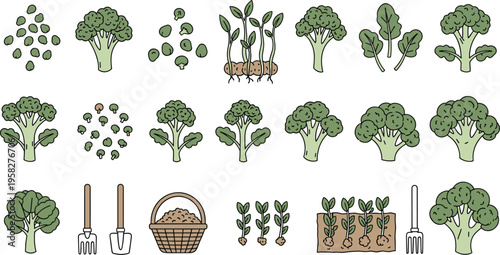 Broccoli Growth Stages Vector Set Showing Seed Germination, Seedlings, and Mature Plants with Harvest and Farming Elements for Organic Agriculture Design