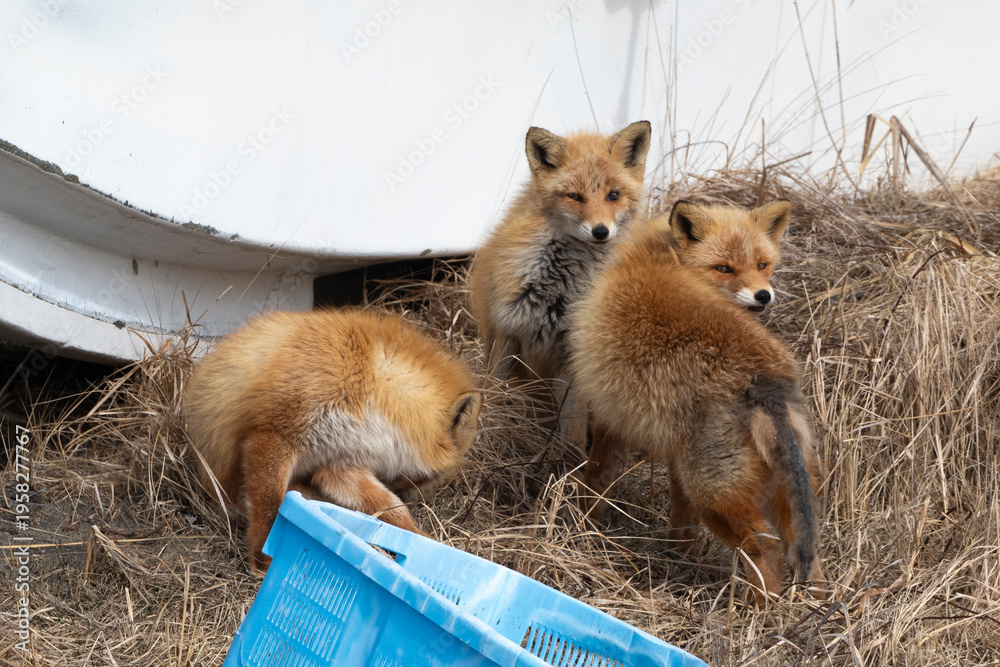 Fototapeta premium Renard roux