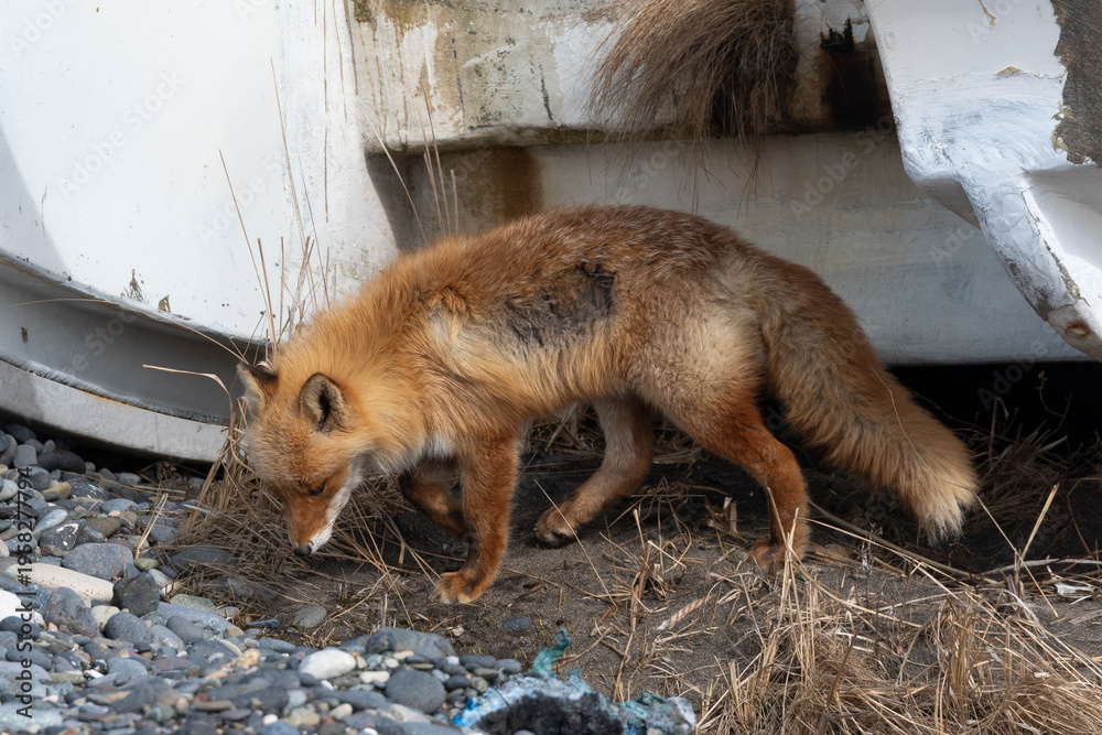 Fototapeta premium Renard roux