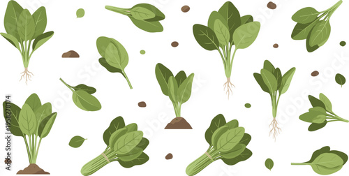 Fresh Spinach Vegetable Vector Set with Leaves, Bunches, and Growing Plants Featuring Organic Garden Produce for Healthy Food and Nutrition Design