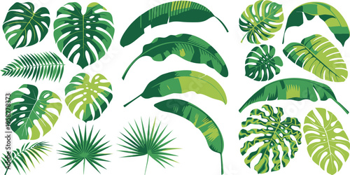 Tropical leaves vector set featuring monstera and palm leaf illustrations with lush green foliage and detailed veins for botanical design elements.