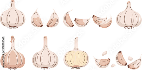 Garlic Vegetable Vector Set with Whole Bulbs, Cloves, and Peeled Pieces Featuring Fresh Organic Ingredient for Cooking and Culinary Design