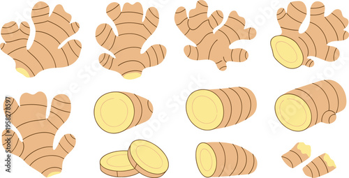 Ginger Root Vector Set with Whole Rhizomes, Cut Sections, and Round Slices Featuring Fresh Organic Spice for Cooking and Herbal Food Design