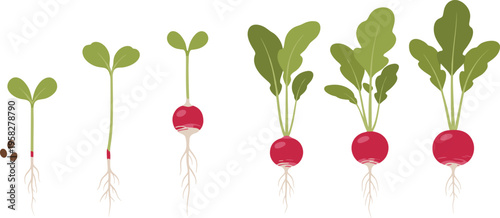 Radish Plant Growth Stages Vector Illustration Showing Seed Germination to Mature Root Development with Leaves for Organic Gardening and Farming Design