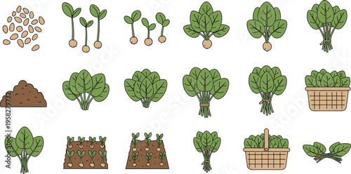 Spinach Growth Stages Vector Set Showing Seed Germination, Seedlings, and Mature Leafy Greens with Harvest Bundles for Organic Farming and Gardening Design
