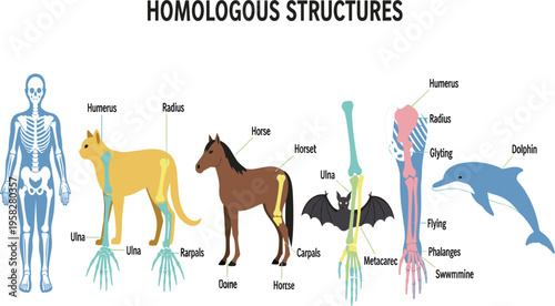 Comparative Diagram of Homologous Structures Showing Human, Cat, Horse, Bat, and Dolphin Forelimb Bones for Evolution, Anatomy, and Biology Education Illustration