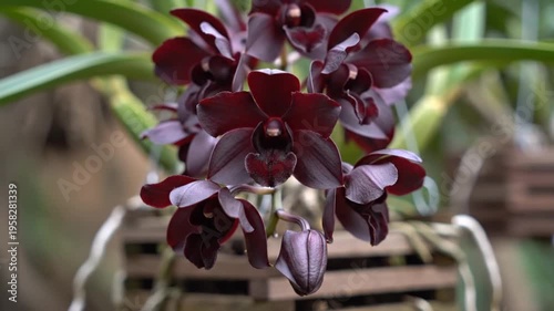 Dark Burgundy Orchid Cluster Close Up with Buds and Green Leaves