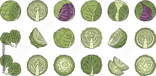 Cabbage Vegetable Vector Set with Whole Heads, Cut Halves, and Sliced Pieces Featuring Green and Purple Varieties for Organic Food Design