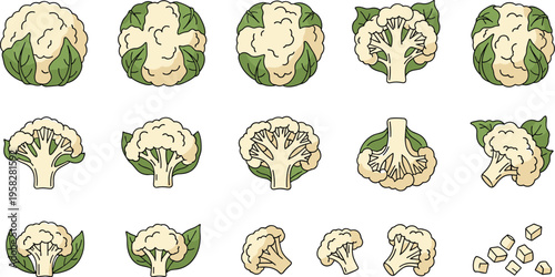 Cauliflower Growth Stages Vector Set Showing Whole Heads, Cut Sections, and Florets with Organic Farming and Harvest Illustration Elements for Food Design