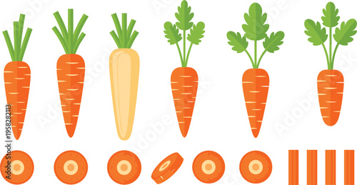 Carrot Vegetable Vector Set with Whole Roots, Leaf Tops, Cross Sections, and Slice Pieces Featuring Orange and White Varieties for Organic Food Design
