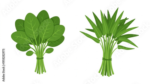 Fresh Spinach and Water Spinach Bundles Vector Illustration