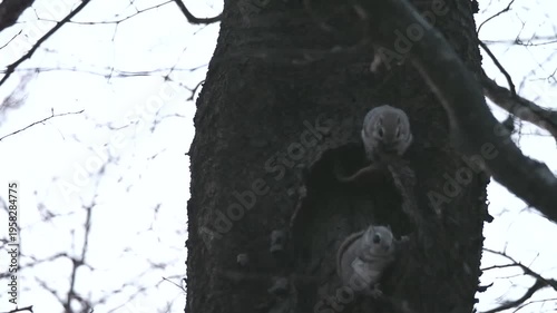森の妖精とよばれるエゾモモンガ