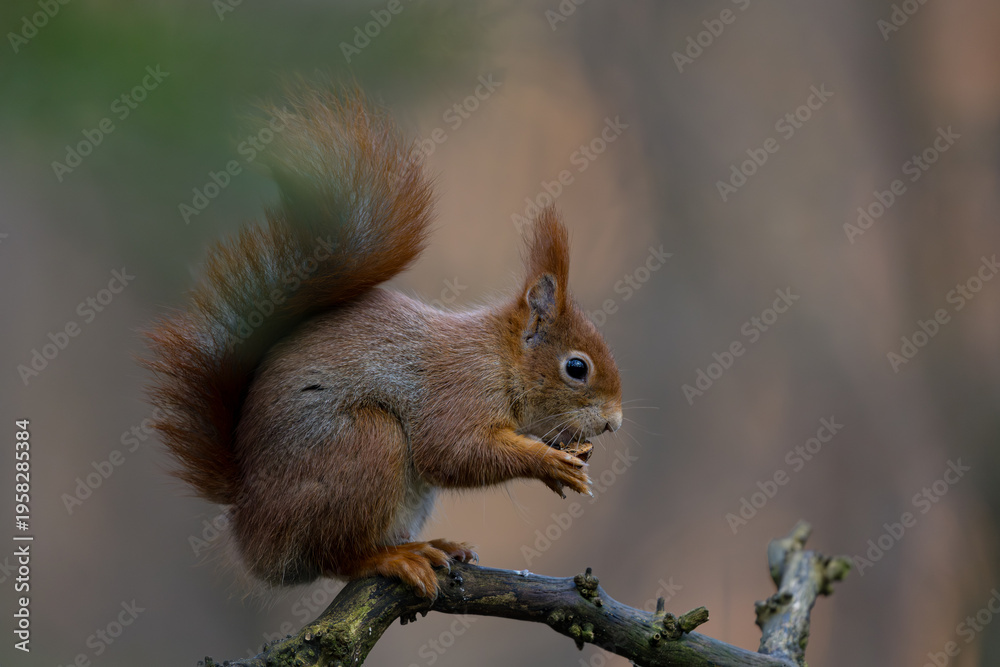 Fototapeta premium Red Squirrel in a forest a cute little rodent.