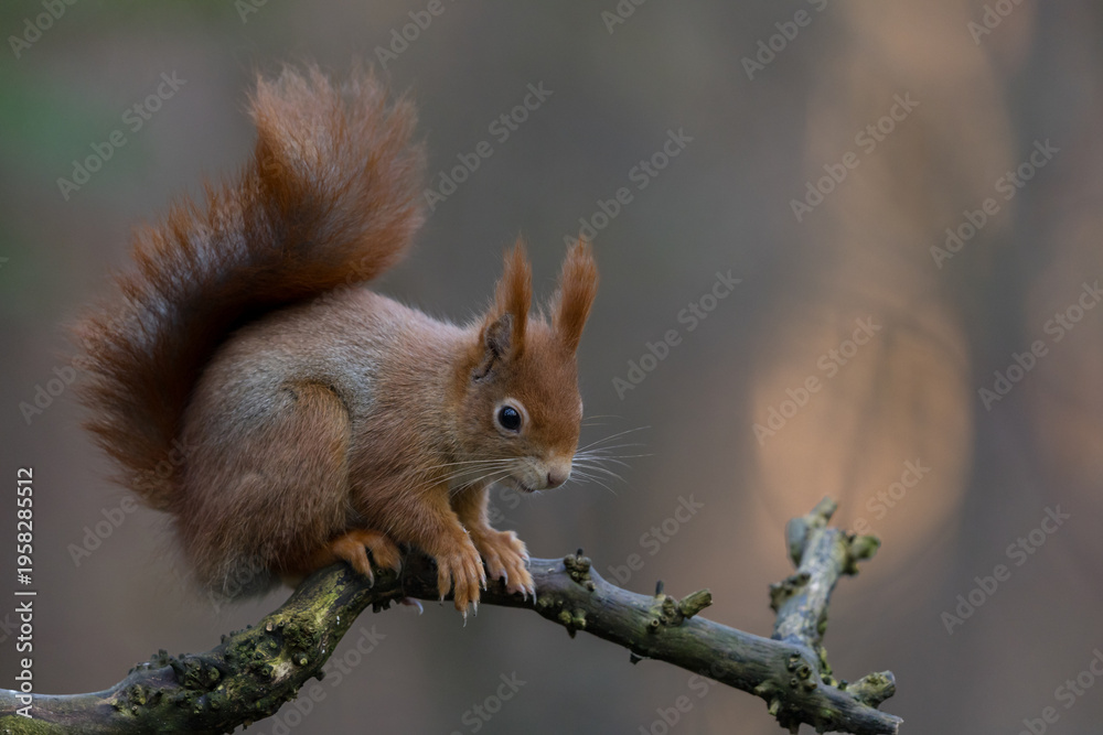 Fototapeta premium Red Squirrel in a forest a cute little rodent.