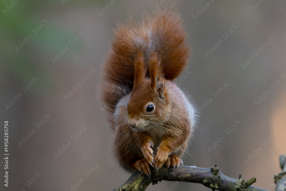 Fototapeta premium Red Squirrel in a forest a cute little rodent.