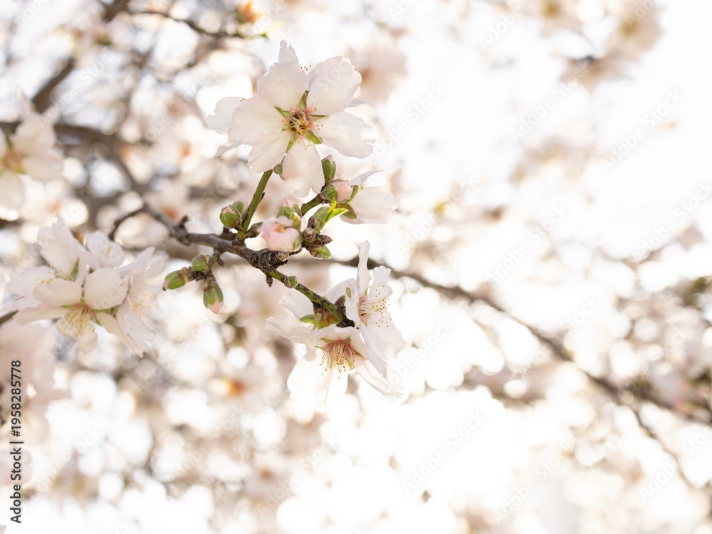 Naklejka premium cherry tree blossom