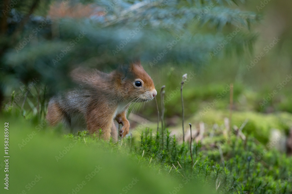 Fototapeta premium Red Squirrel in a forest a cute little rodent.