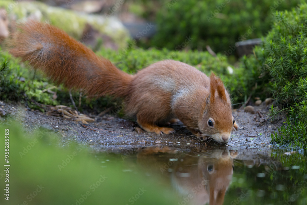 Fototapeta premium Red Squirrel in a forest a cute little rodent.