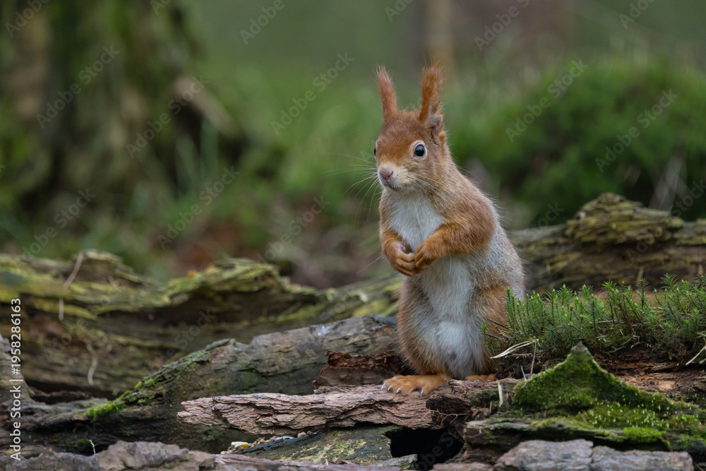 Fototapeta premium Red Squirrel in a forest a cute little rodent.