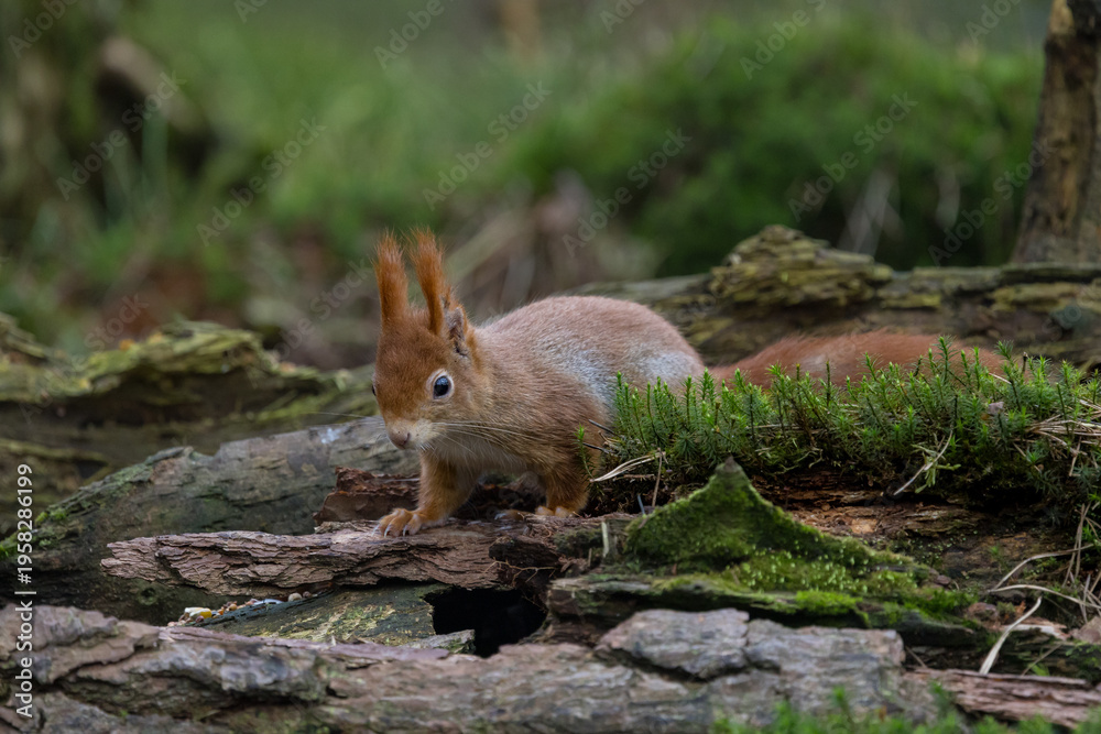 Fototapeta premium Red Squirrel in a forest a cute little rodent.