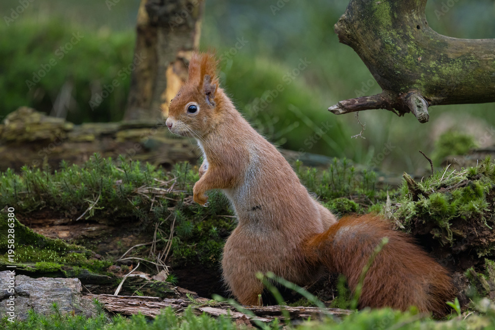Fototapeta premium Red Squirrel in a forest a cute little rodent.
