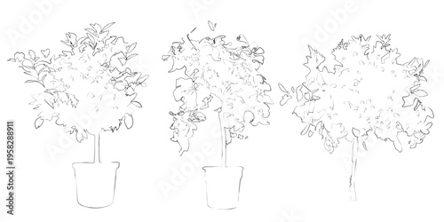 Vector set of fruit trees in elevation view for use in architectural drawings - isolated on transparent backgroound